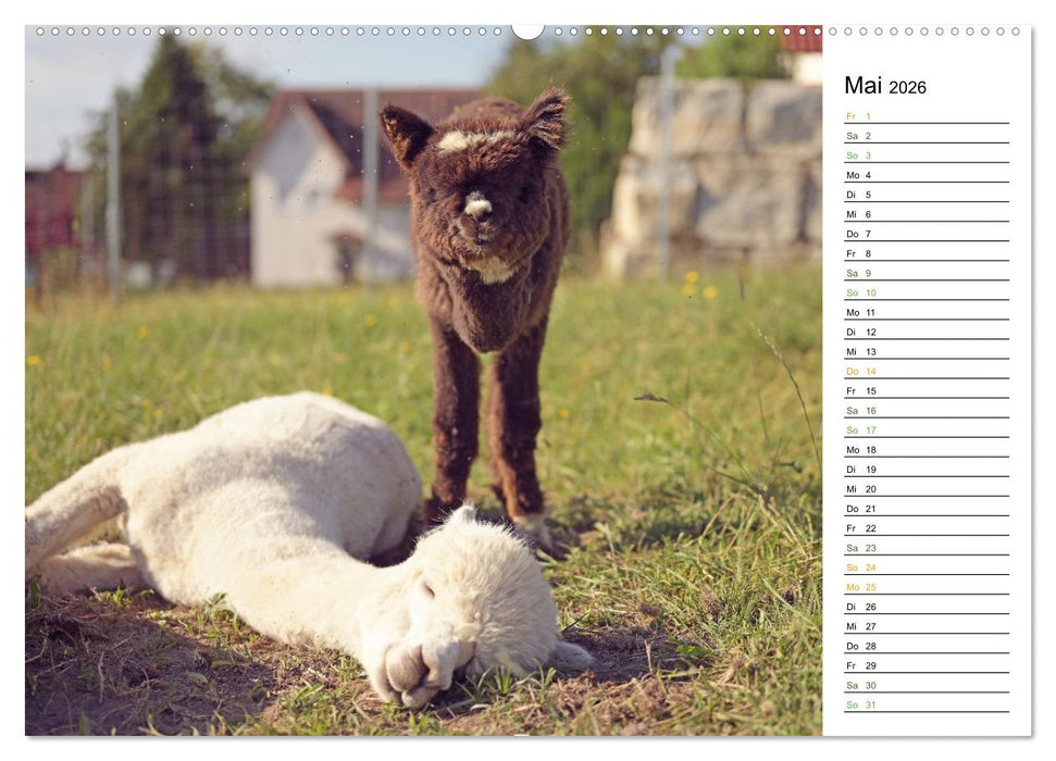 Alpakas im Paradies (CALVENDO Wandkalender 2026)