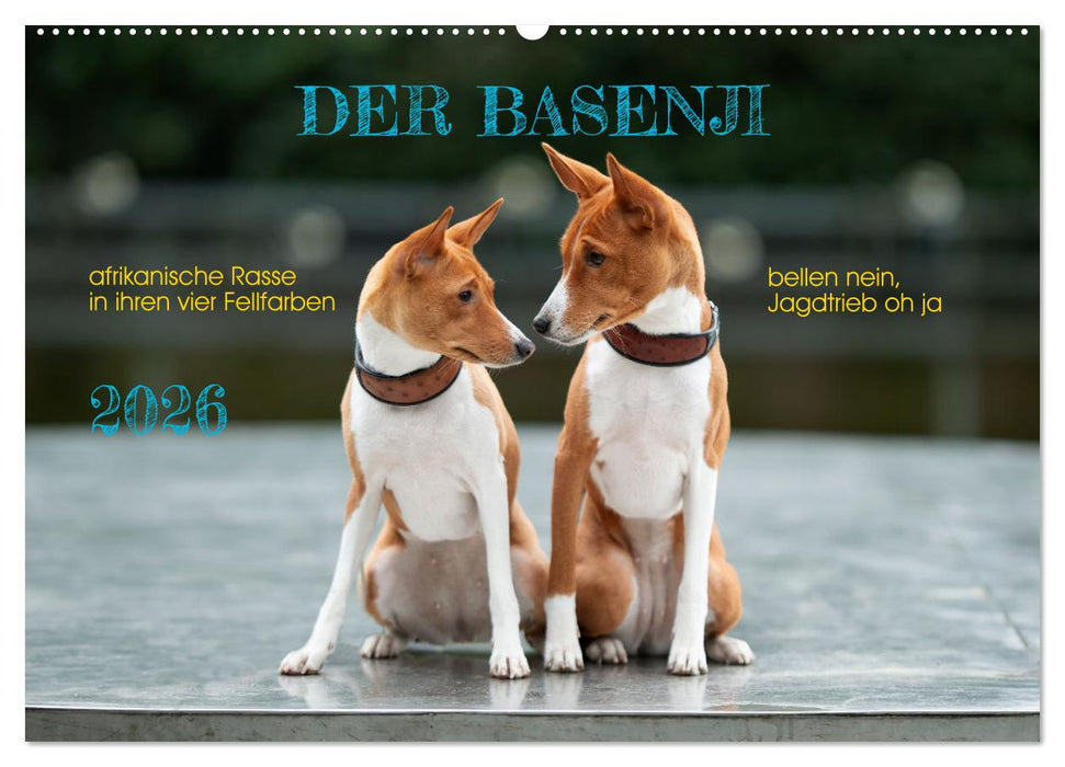 Der Basenji (CALVENDO Wandkalender 2026)