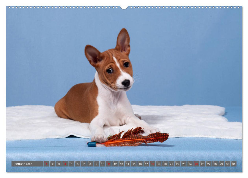 Der Basenji (CALVENDO Wandkalender 2026)