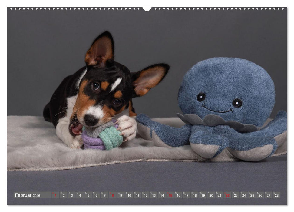 Der Basenji (CALVENDO Wandkalender 2026)