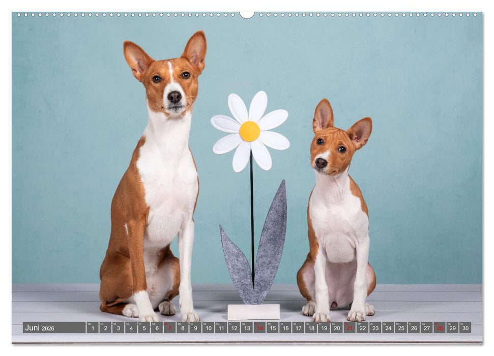 Der Basenji (CALVENDO Wandkalender 2026)