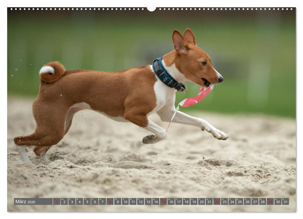 Der Basenji (CALVENDO Premium Wandkalender 2026)
