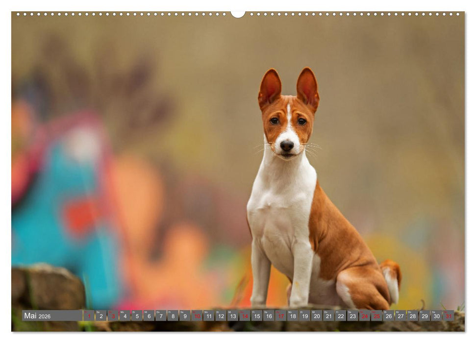 Der Basenji (CALVENDO Premium Wandkalender 2026)