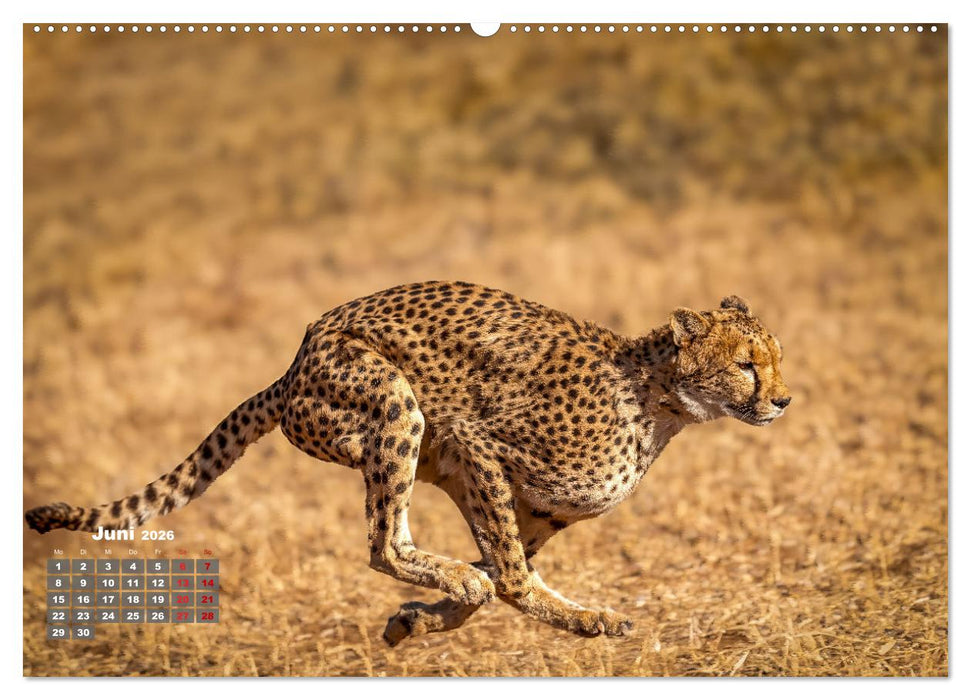 Action in der Savanne (CALVENDO Wandkalender 2026)