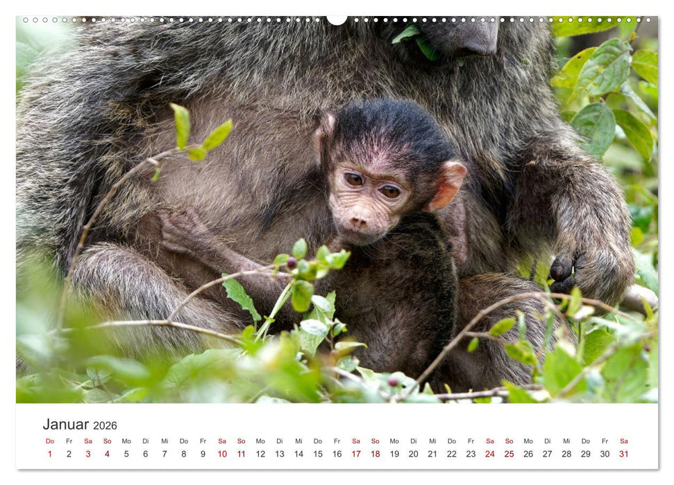 Tier Portraits Tansania (CALVENDO Wandkalender 2026)