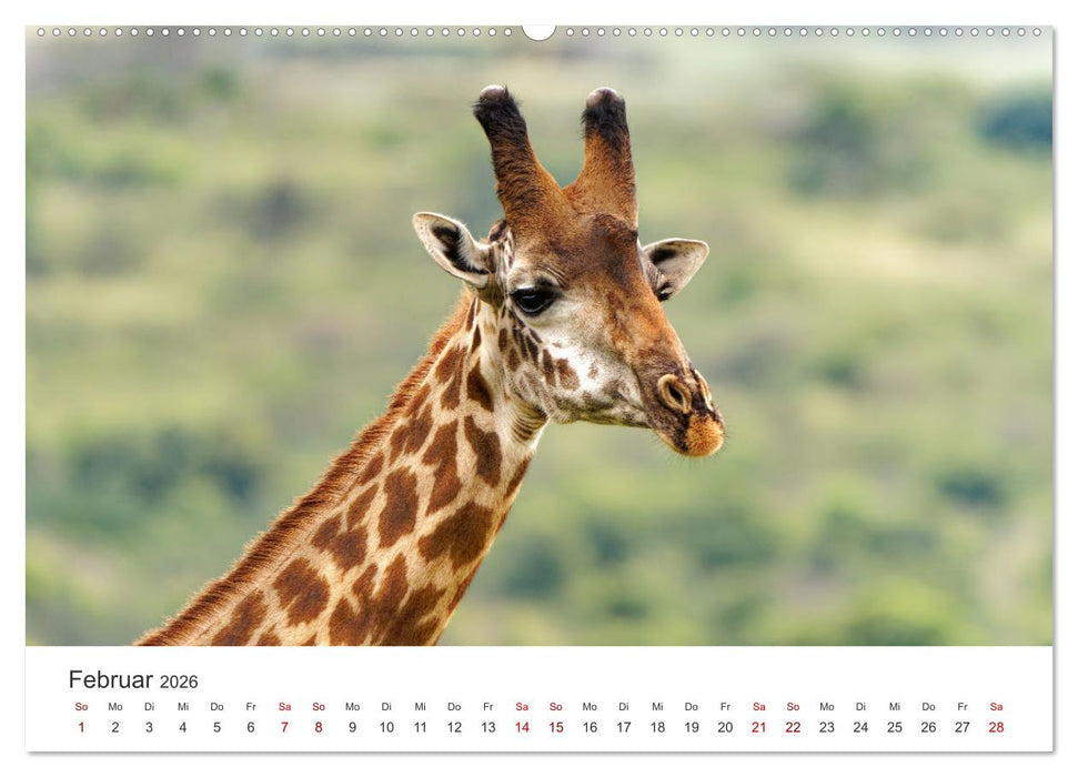 Tier Portraits Tansania (CALVENDO Wandkalender 2026)