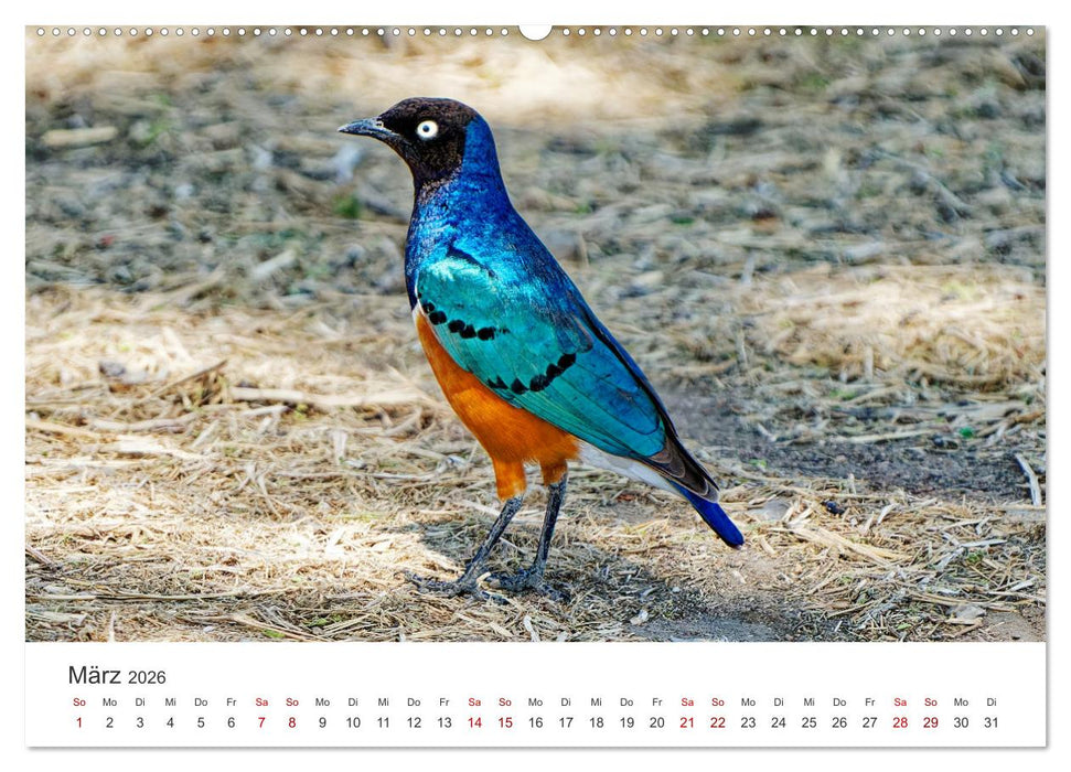 Tier Portraits Tansania (CALVENDO Wandkalender 2026)