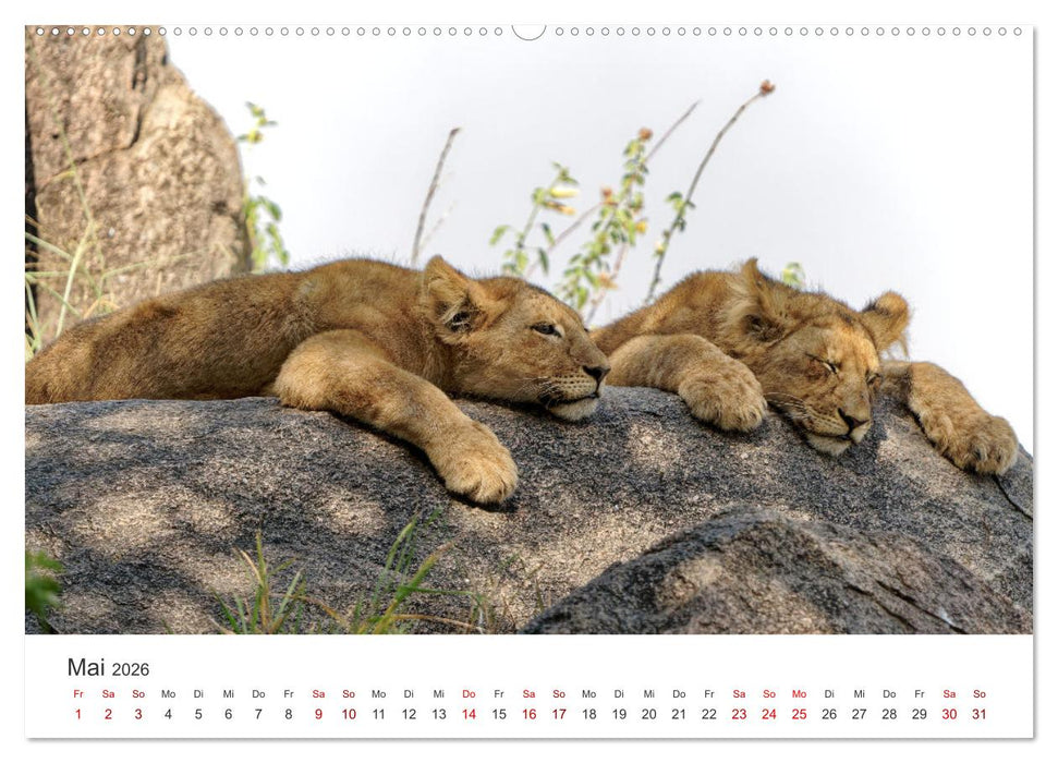 Tier Portraits Tansania (CALVENDO Wandkalender 2026)