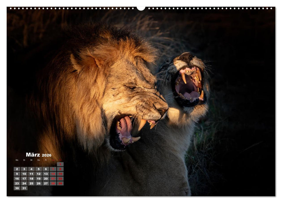 Action in der Savanne (CALVENDO Premium Wandkalender 2026)