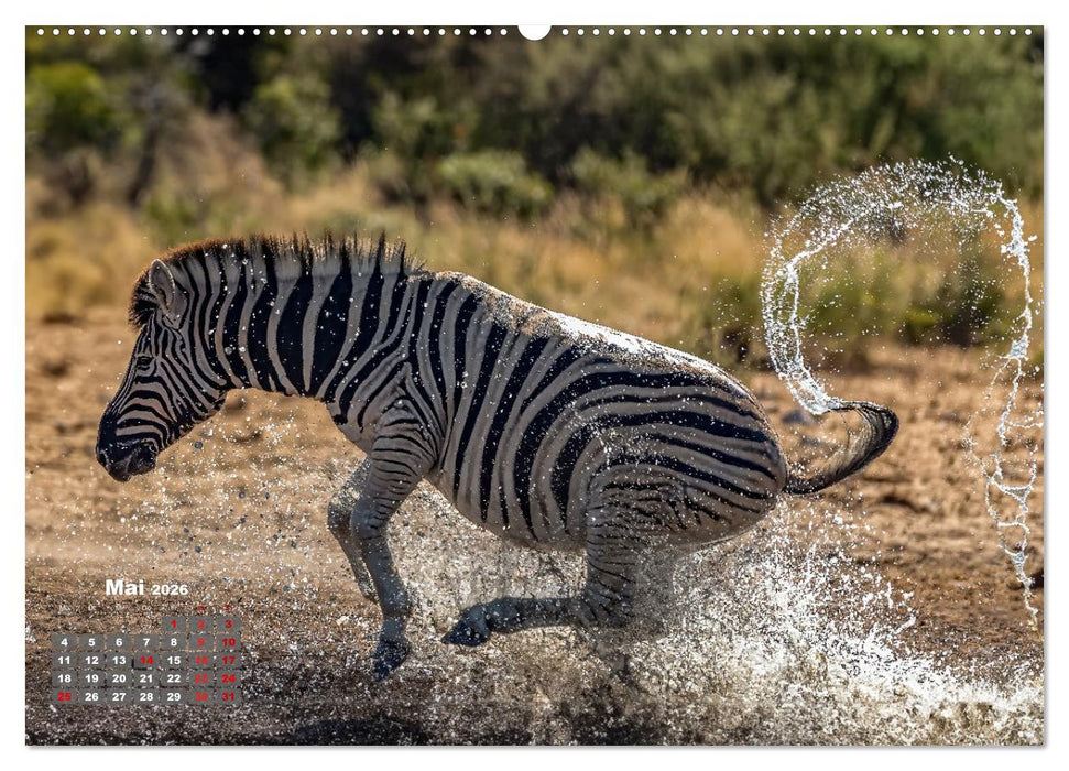 Action in der Savanne (CALVENDO Premium Wandkalender 2026)