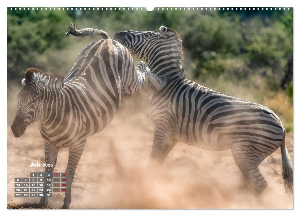 Action in der Savanne (CALVENDO Premium Wandkalender 2026)