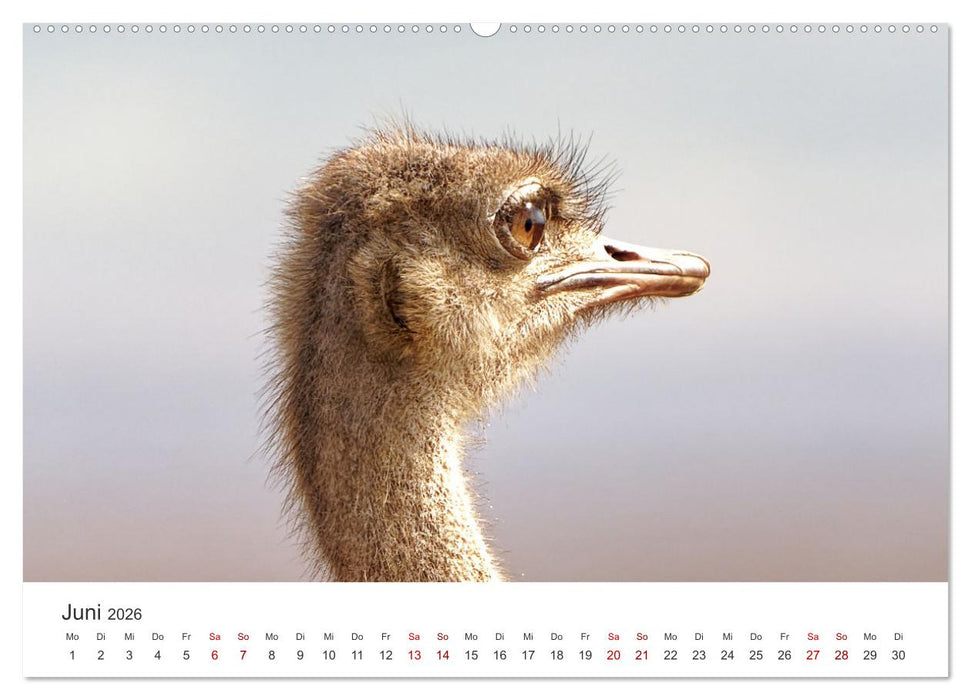 Tier Portraits Tansania (CALVENDO Premium Wandkalender 2026)