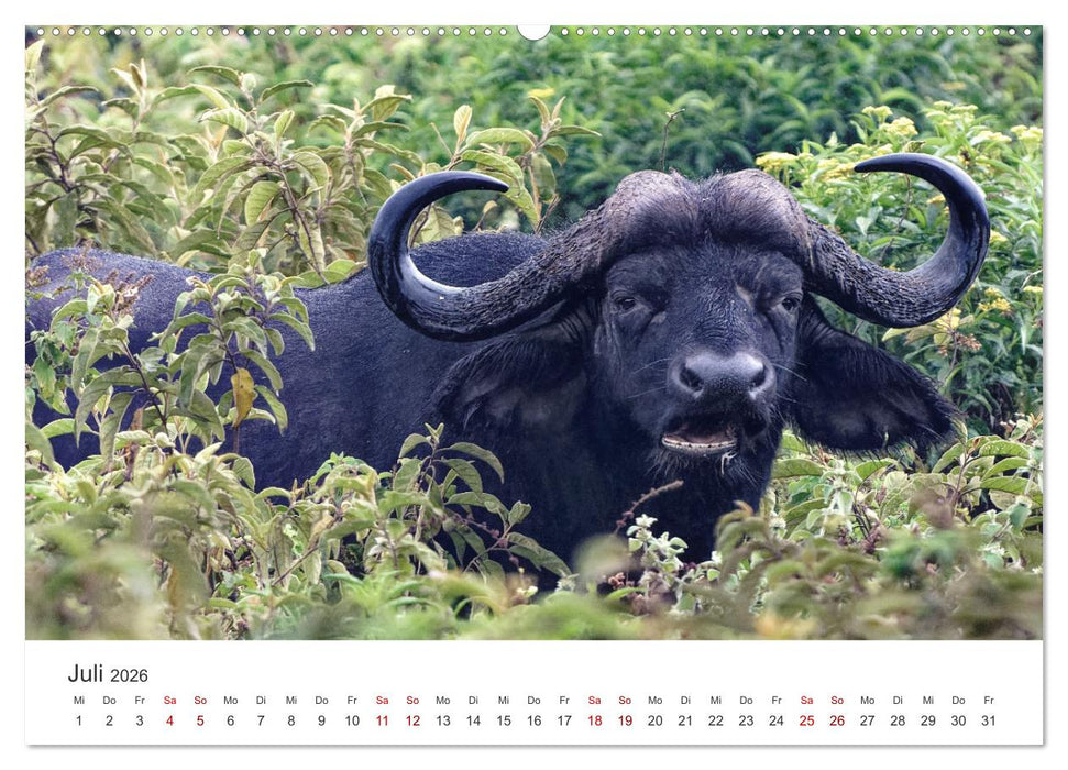 Tier Portraits Tansania (CALVENDO Premium Wandkalender 2026)