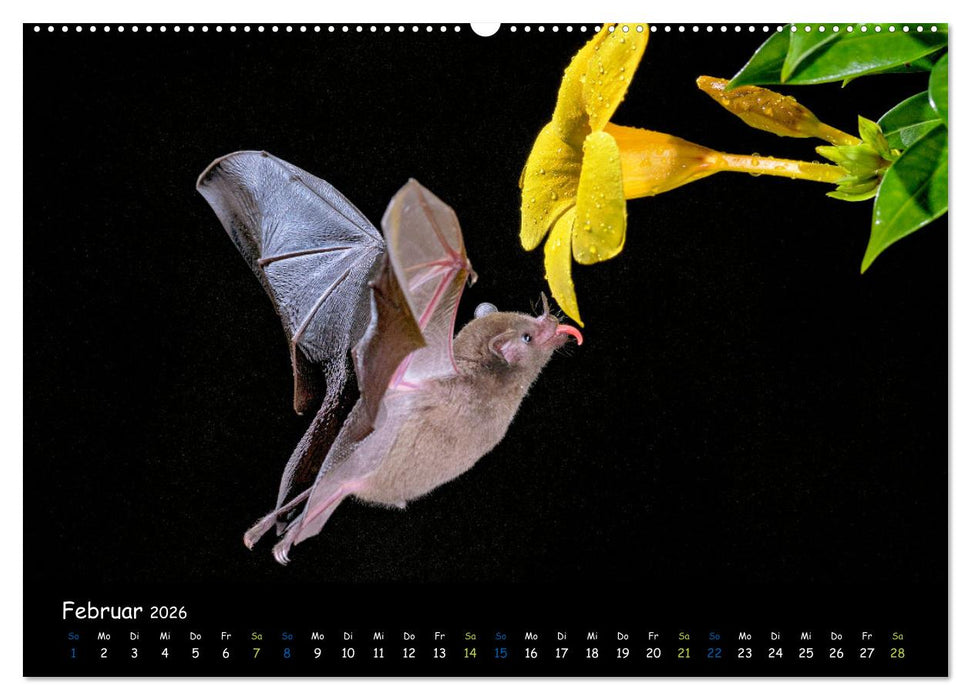 Fledermäuse - kleine Vampire (CALVENDO Wandkalender 2026)