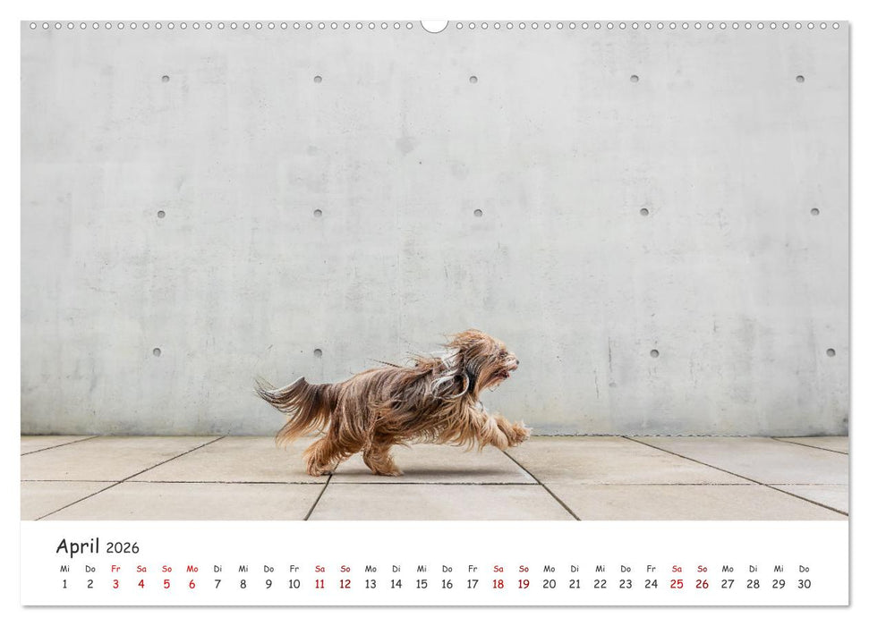 Berlin City Dogs - Berliner Hunde (CALVENDO Wandkalender 2026)
