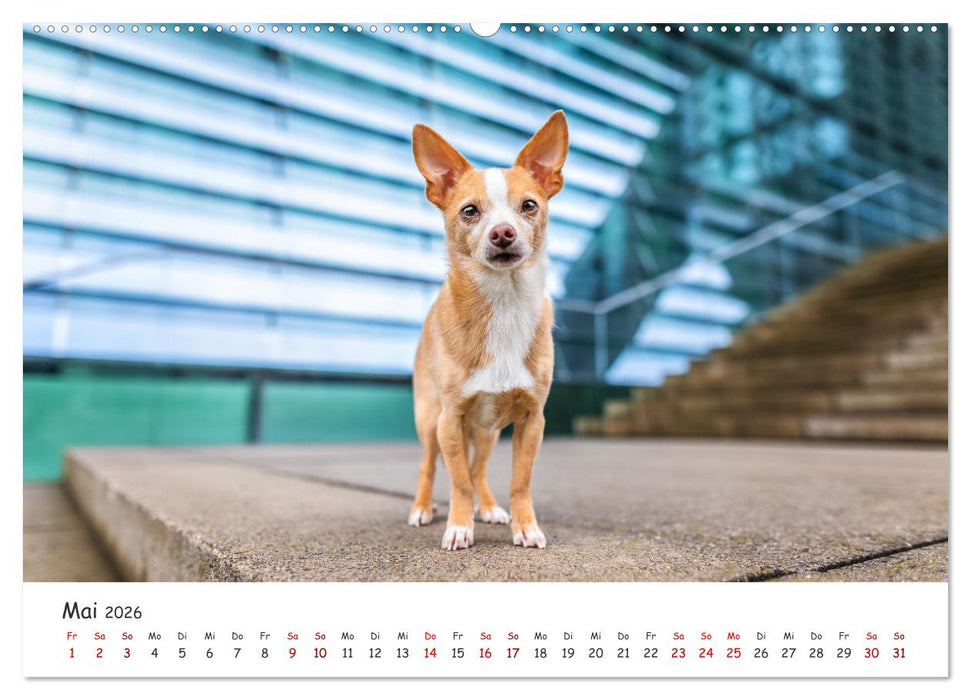 Berlin City Dogs - Berliner Hunde (CALVENDO Wandkalender 2026)