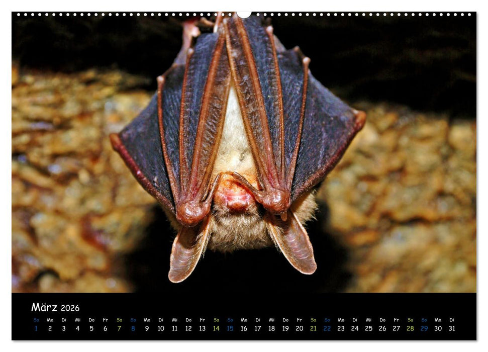 Fledermäuse - kleine Vampire (CALVENDO Premium Wandkalender 2026)