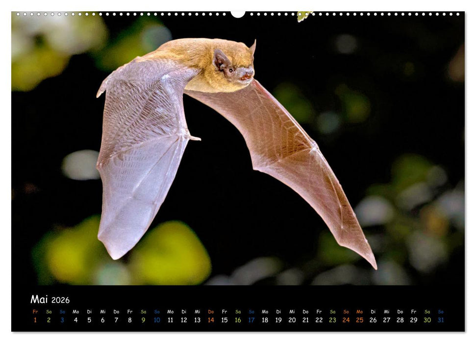 Fledermäuse - kleine Vampire (CALVENDO Premium Wandkalender 2026)
