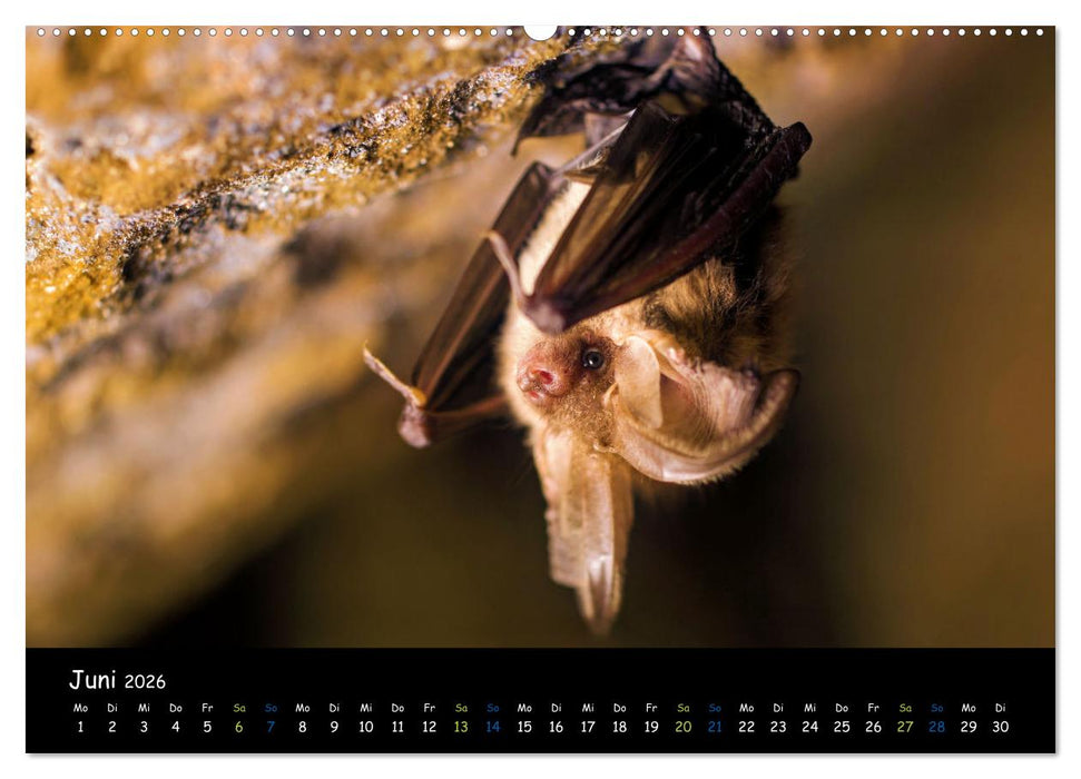 Fledermäuse - kleine Vampire (CALVENDO Premium Wandkalender 2026)