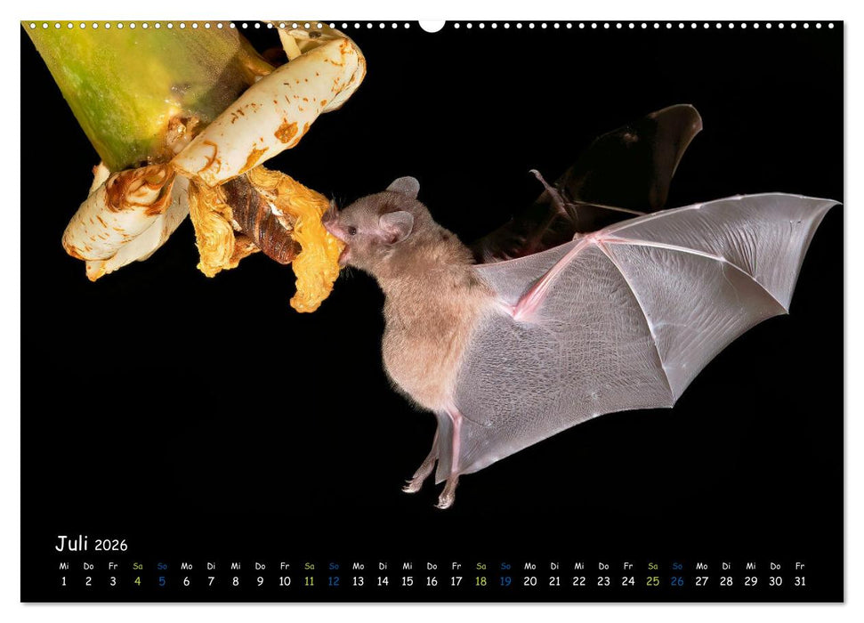 Fledermäuse - kleine Vampire (CALVENDO Premium Wandkalender 2026)