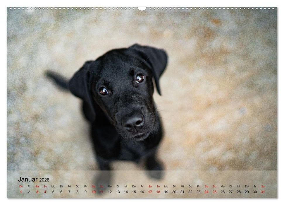 Pfotenblitzers Retriever Mit DIR hol ich die Sterne vom Himmel (CALVENDO Wandkalender 2026)