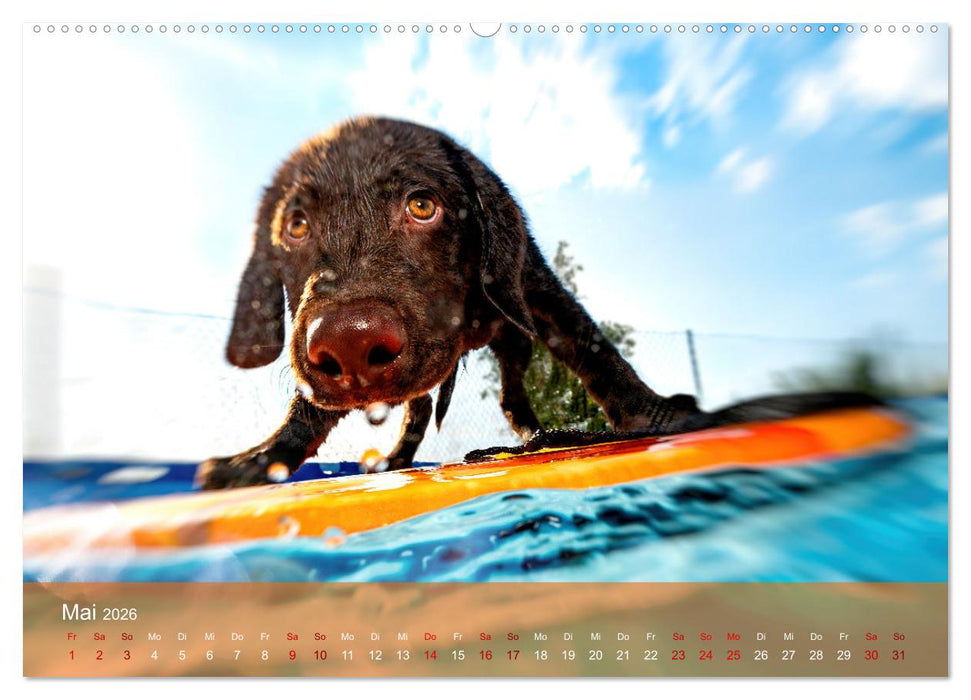 Pfotenblitzers Retriever Mit DIR hol ich die Sterne vom Himmel (CALVENDO Wandkalender 2026)