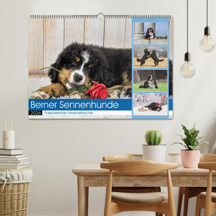 Berner Sennenhunde - Faszinierende Herzensbrecher (CALVENDO Wandkalender 2026)