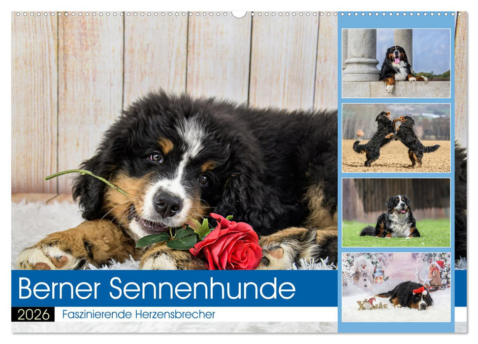Berner Sennenhunde - Faszinierende Herzensbrecher (CALVENDO Wandkalender 2026)