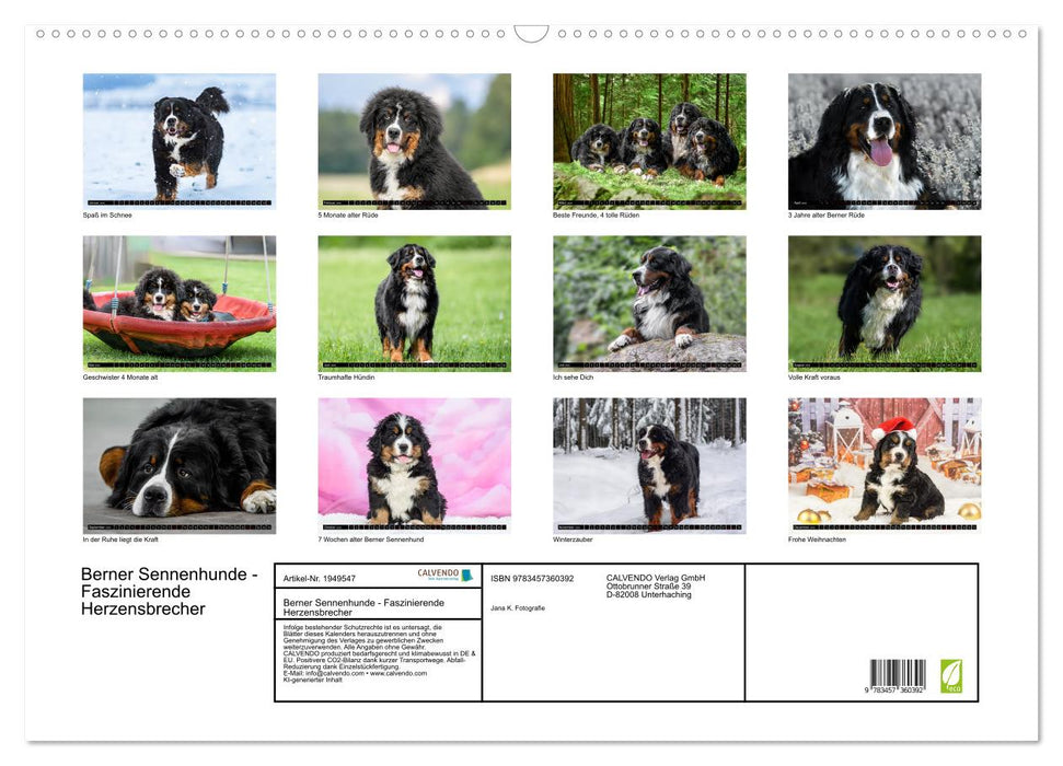 Berner Sennenhunde - Faszinierende Herzensbrecher (CALVENDO Wandkalender 2026)