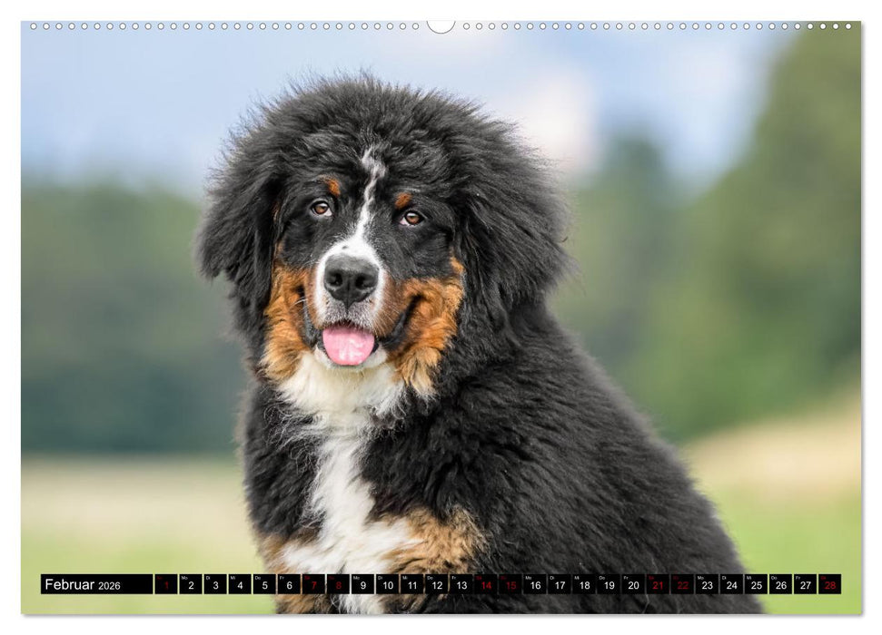 Berner Sennenhunde - Faszinierende Herzensbrecher (CALVENDO Wandkalender 2026)