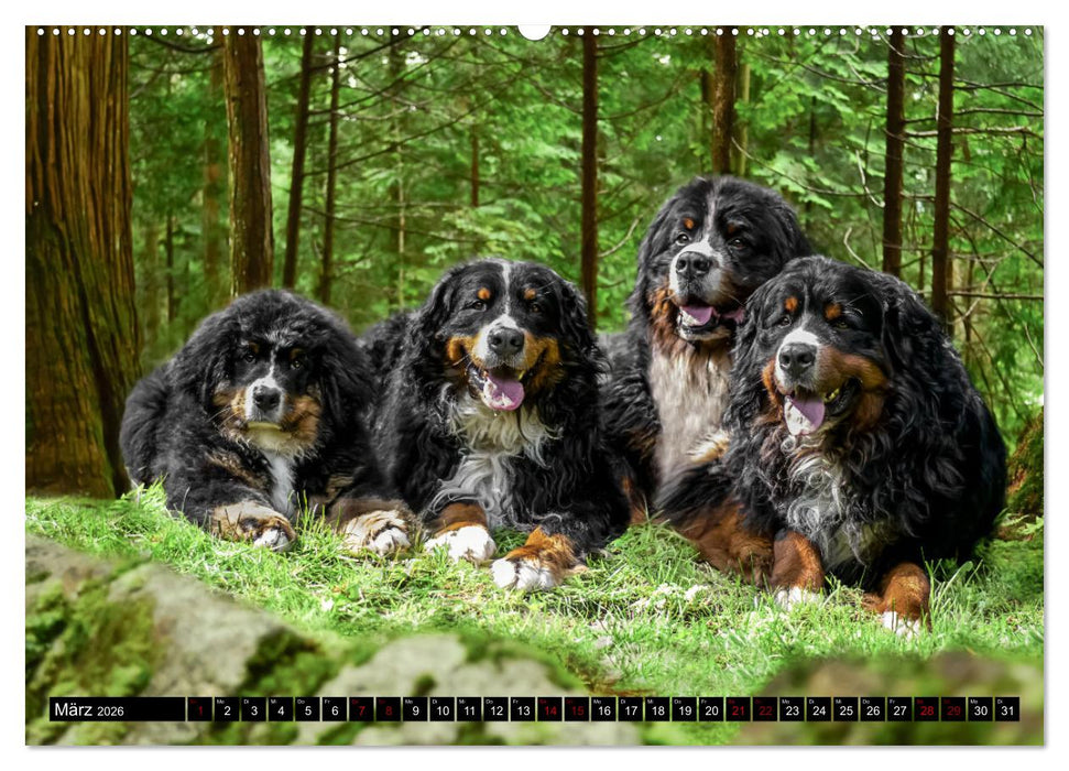 Berner Sennenhunde - Faszinierende Herzensbrecher (CALVENDO Wandkalender 2026)