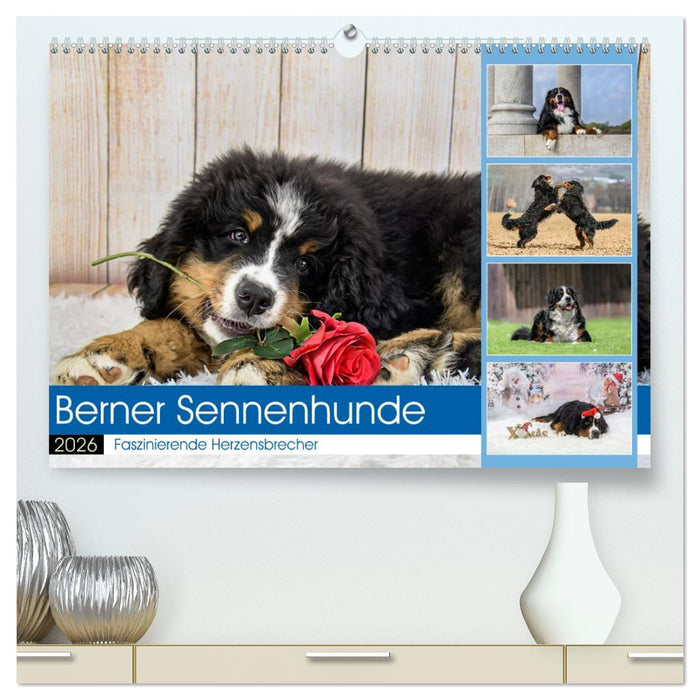 Berner Sennenhunde - Faszinierende Herzensbrecher (CALVENDO Premium Wandkalender 2026)