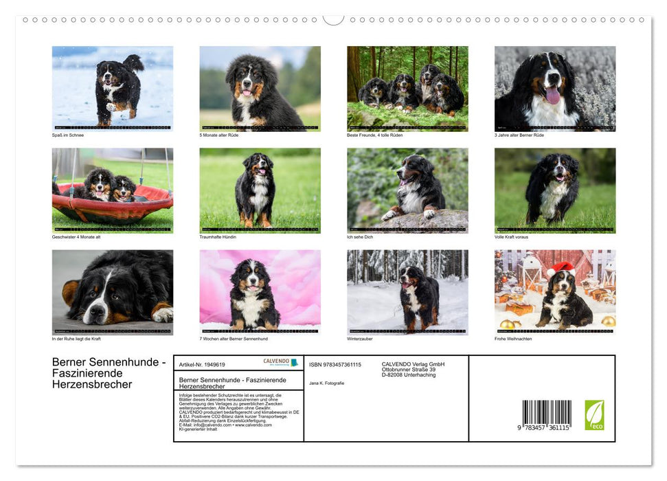 Berner Sennenhunde - Faszinierende Herzensbrecher (CALVENDO Premium Wandkalender 2026)