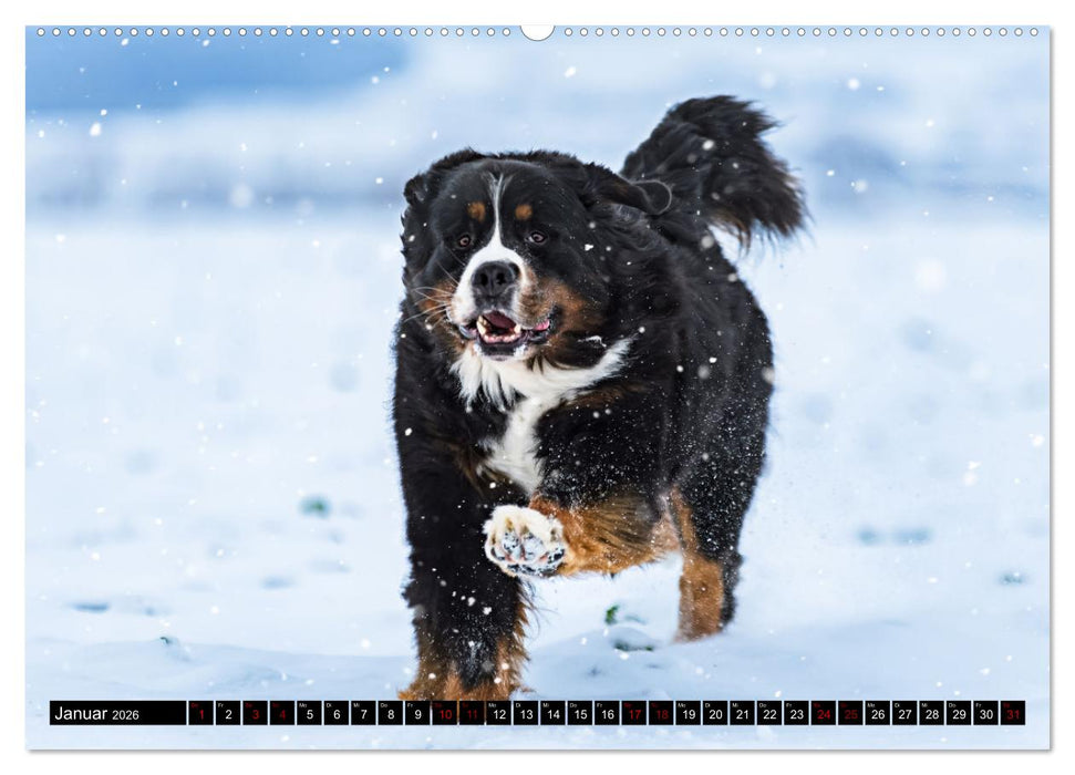 Berner Sennenhunde - Faszinierende Herzensbrecher (CALVENDO Premium Wandkalender 2026)