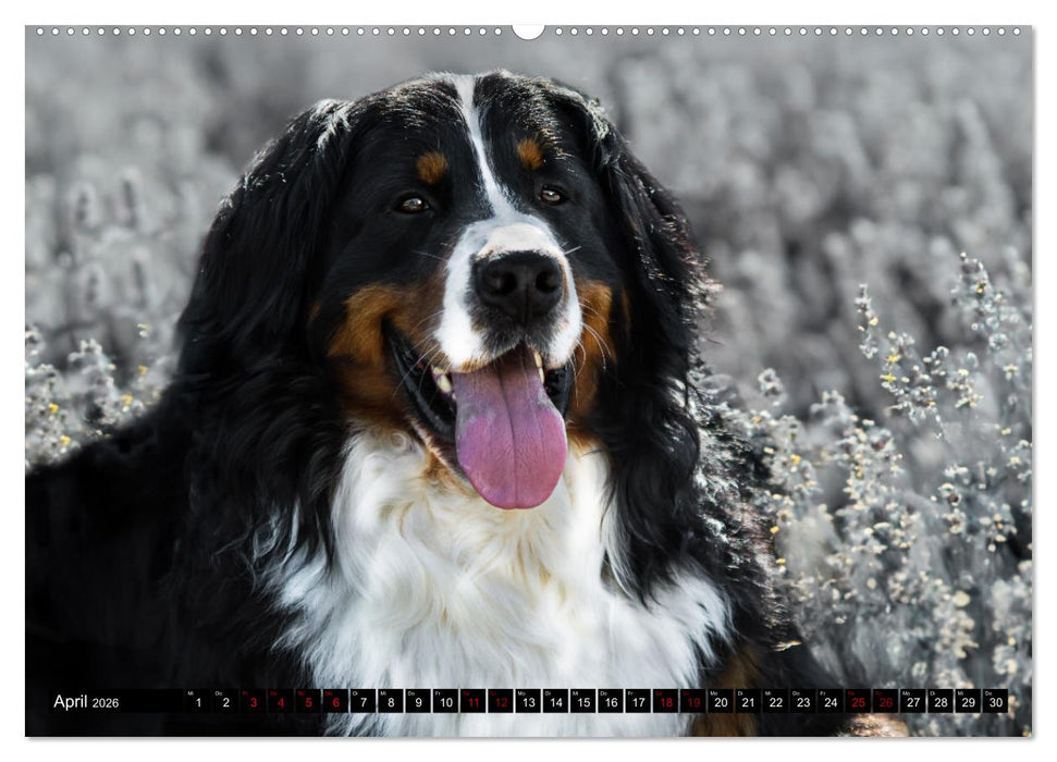 Berner Sennenhunde - Faszinierende Herzensbrecher (CALVENDO Premium Wandkalender 2026)