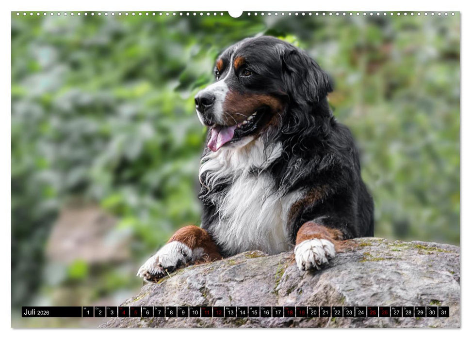 Berner Sennenhunde - Faszinierende Herzensbrecher (CALVENDO Premium Wandkalender 2026)