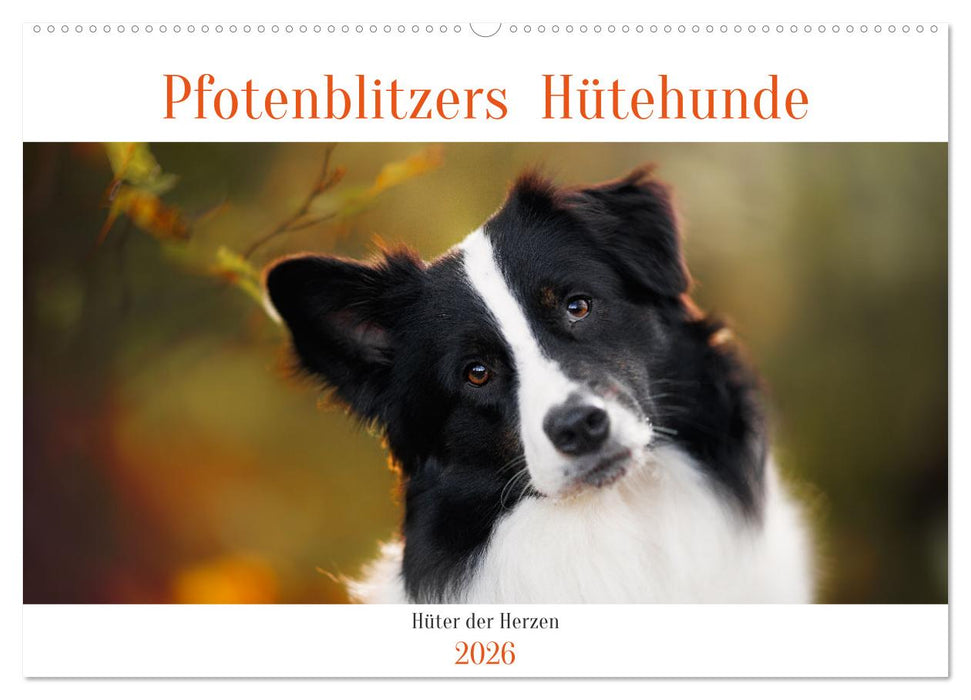 Pfotenblitzers Hütehunde - Hüter der Herzen (CALVENDO Wandkalender 2026)