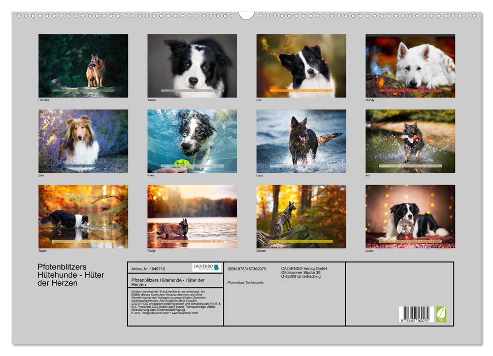 Pfotenblitzers Hütehunde - Hüter der Herzen (CALVENDO Wandkalender 2026)