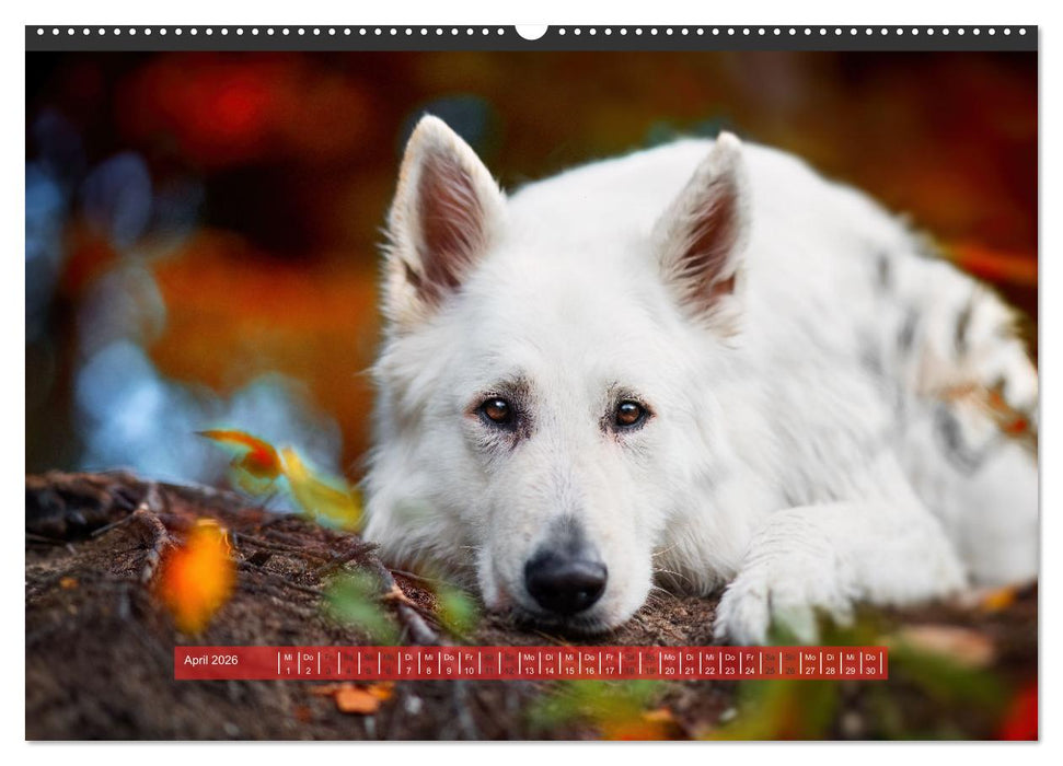 Pfotenblitzers Hütehunde - Hüter der Herzen (CALVENDO Wandkalender 2026)