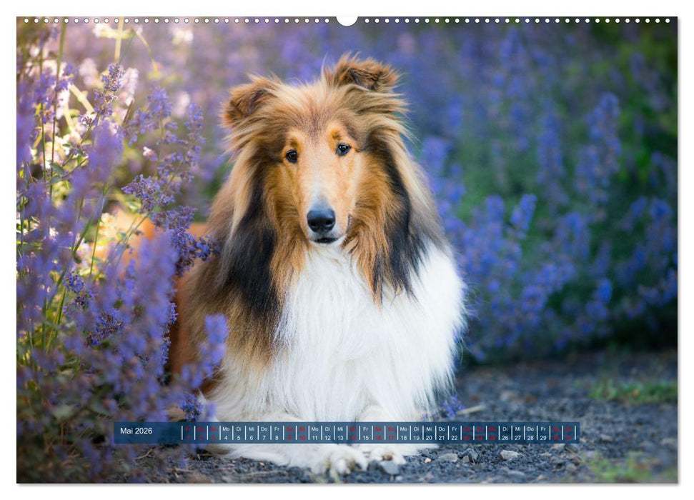 Pfotenblitzers Hütehunde - Hüter der Herzen (CALVENDO Wandkalender 2026)
