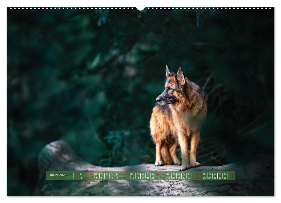Pfotenblitzers Hütehunde - Hüter der Herzen (CALVENDO Premium Wandkalender 2026)
