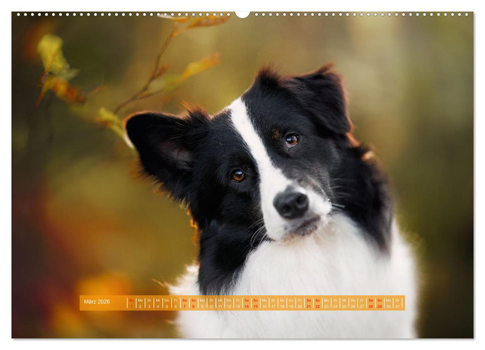 Pfotenblitzers Hütehunde - Hüter der Herzen (CALVENDO Premium Wandkalender 2026)