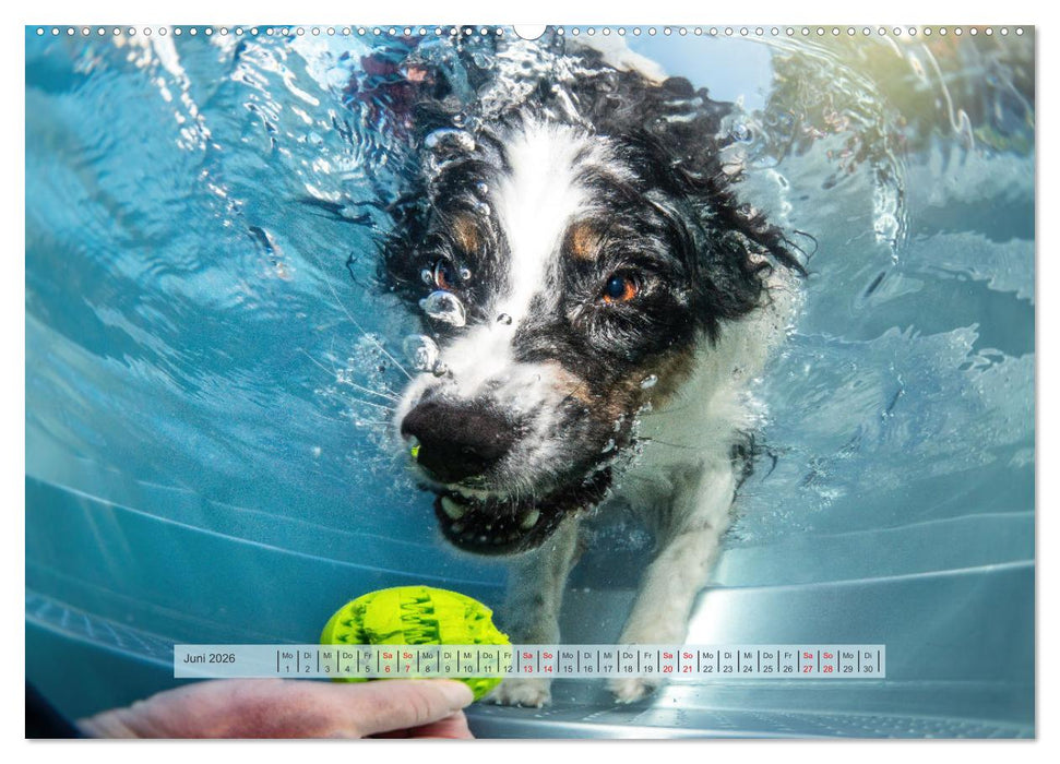 Pfotenblitzers Hütehunde - Hüter der Herzen (CALVENDO Premium Wandkalender 2026)