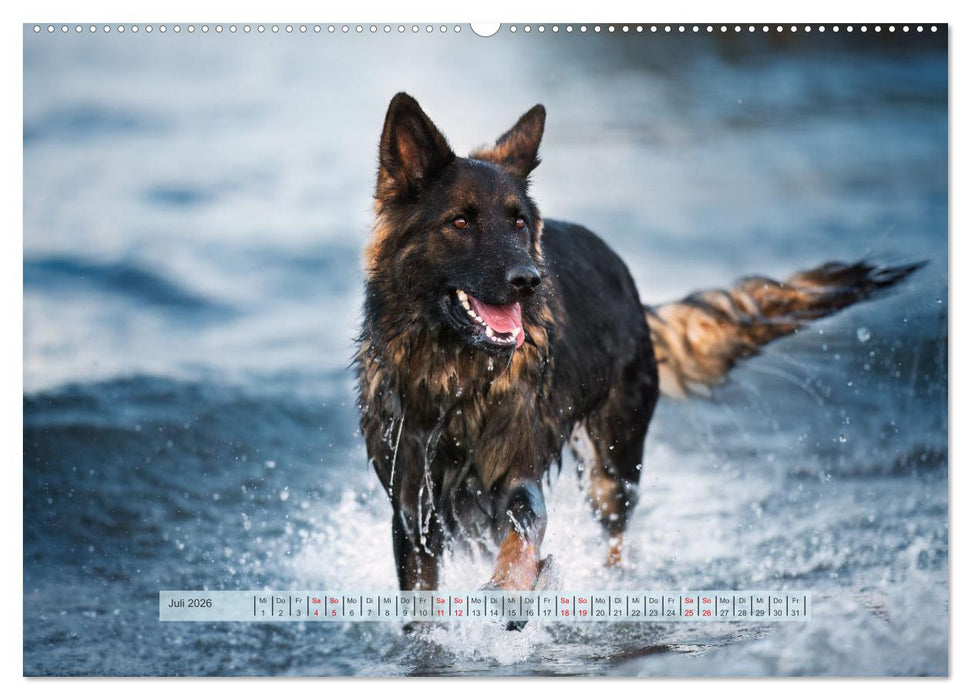 Pfotenblitzers Hütehunde - Hüter der Herzen (CALVENDO Premium Wandkalender 2026)