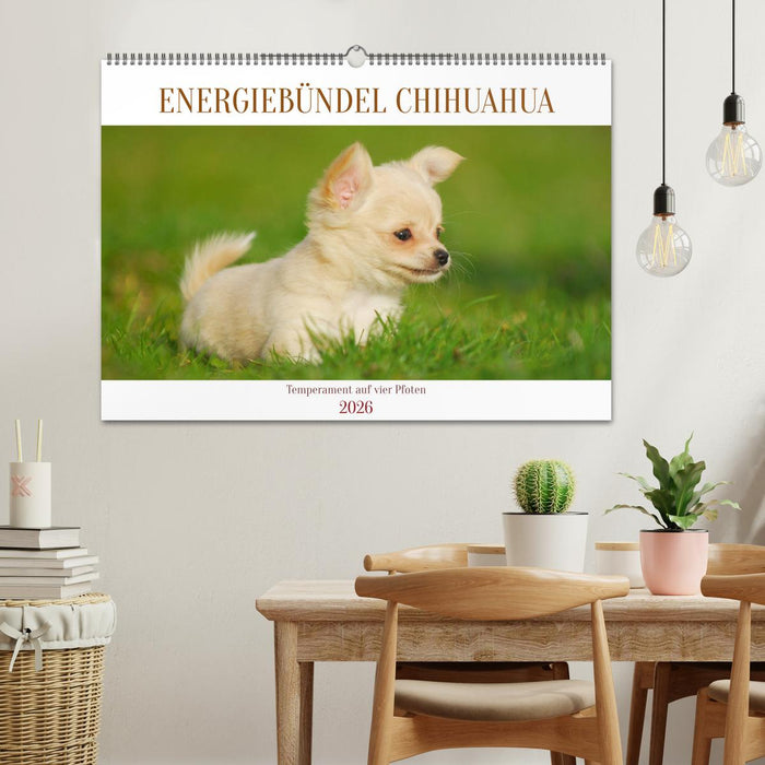 Enegiebündel Chihuahua - Temperament auf vier Pfoten (CALVENDO Wandkalender 2026)
