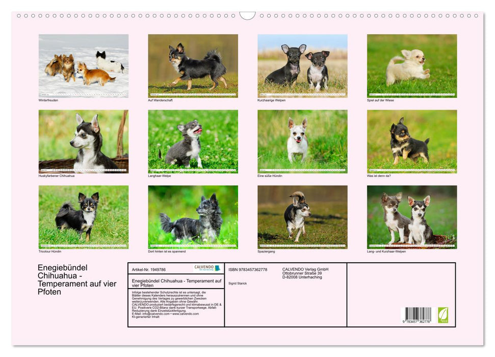 Enegiebündel Chihuahua - Temperament auf vier Pfoten (CALVENDO Wandkalender 2026)
