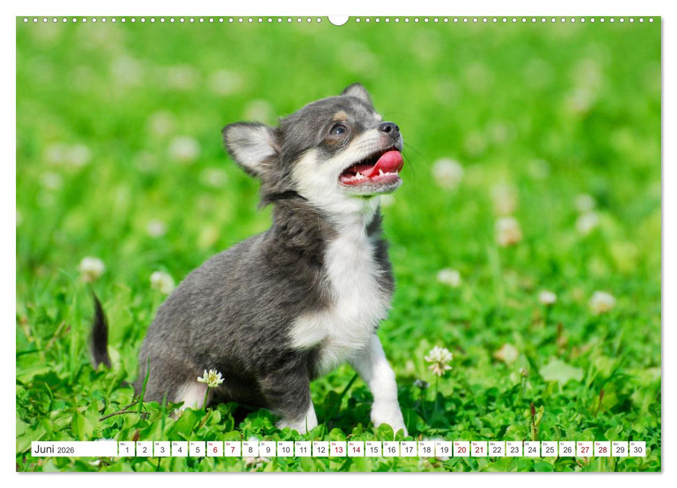 Enegiebündel Chihuahua - Temperament auf vier Pfoten (CALVENDO Wandkalender 2026)