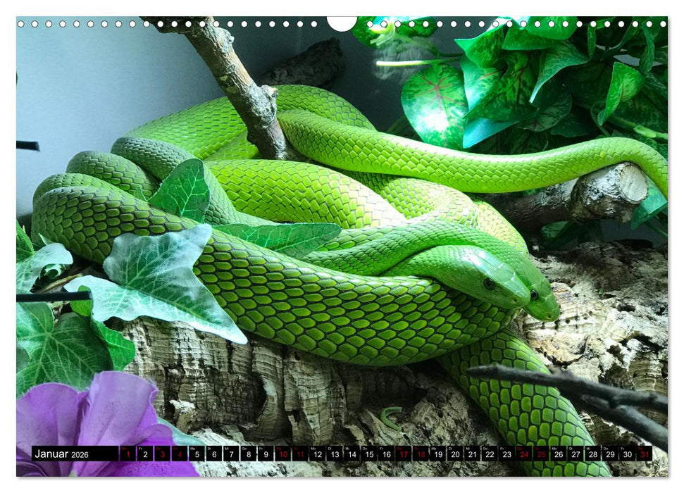 Faszination Giftschlangen (CALVENDO Wandkalender 2026)