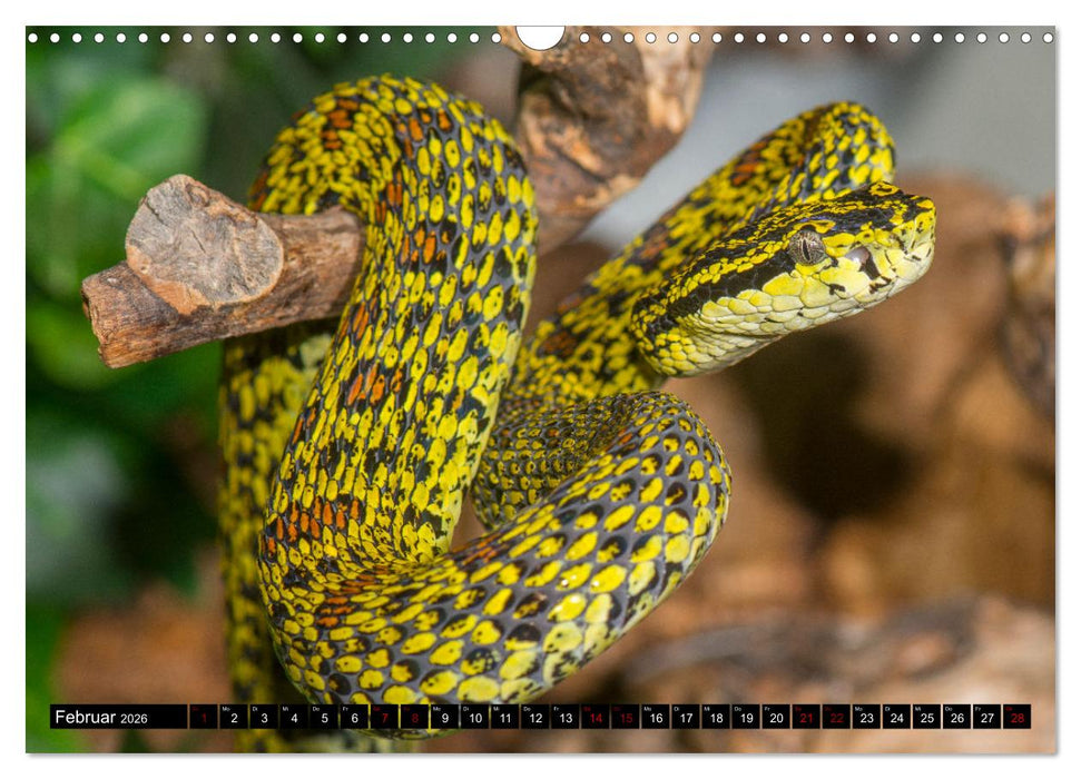 Faszination Giftschlangen (CALVENDO Wandkalender 2026)