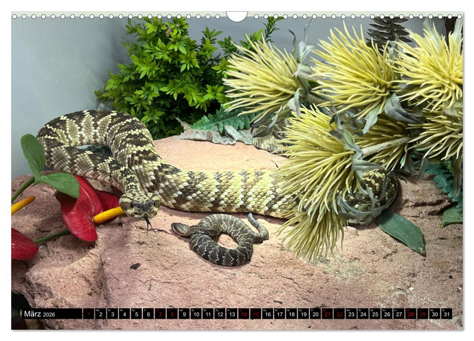 Faszination Giftschlangen (CALVENDO Wandkalender 2026)